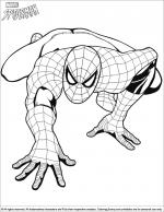 Spider Man coloring