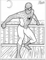 Spider Man coloring